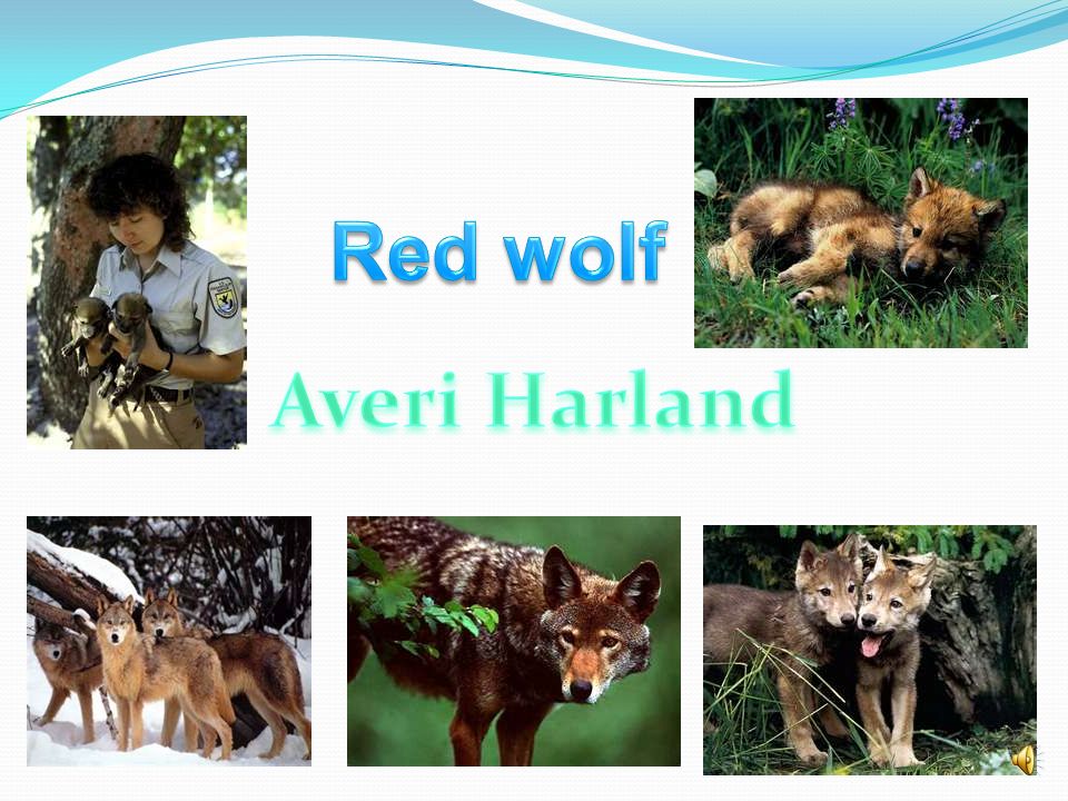 Red wolf Averi Harland