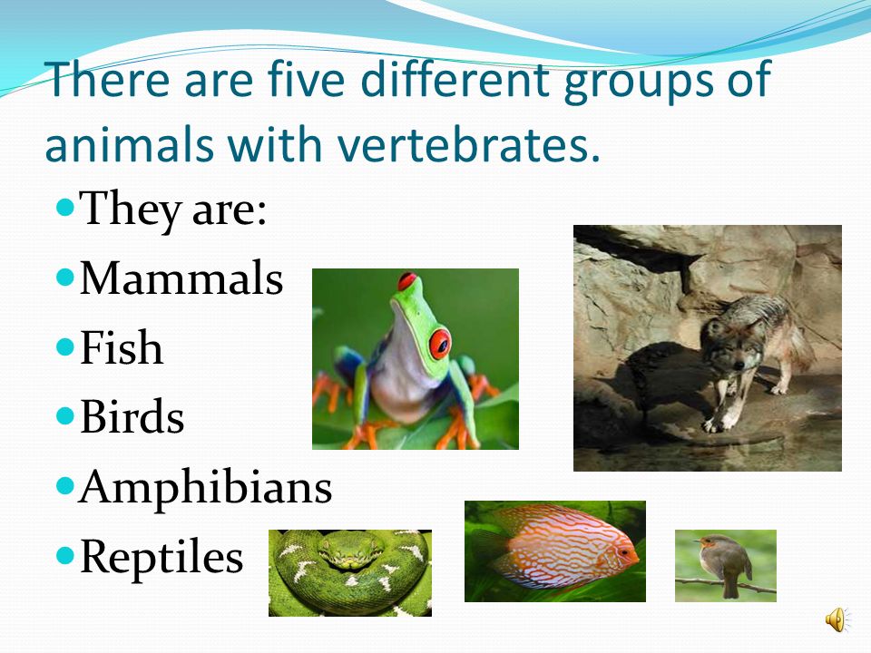 There are five different groups of animals with vertebrates.