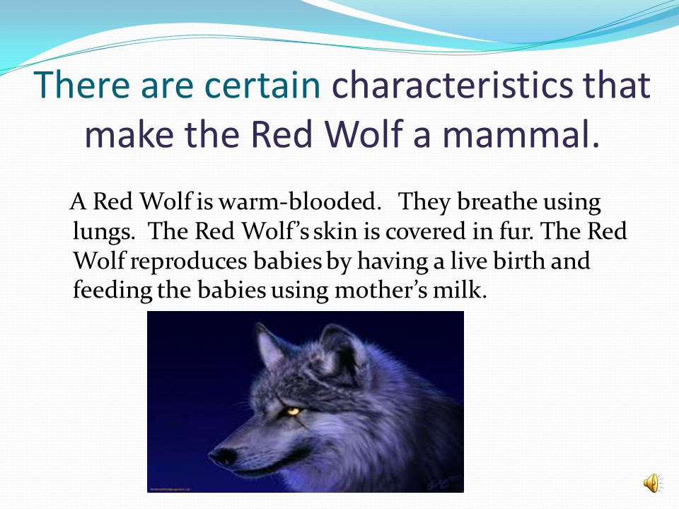 There are certain characteristics that make the Red Wolf a mammal.