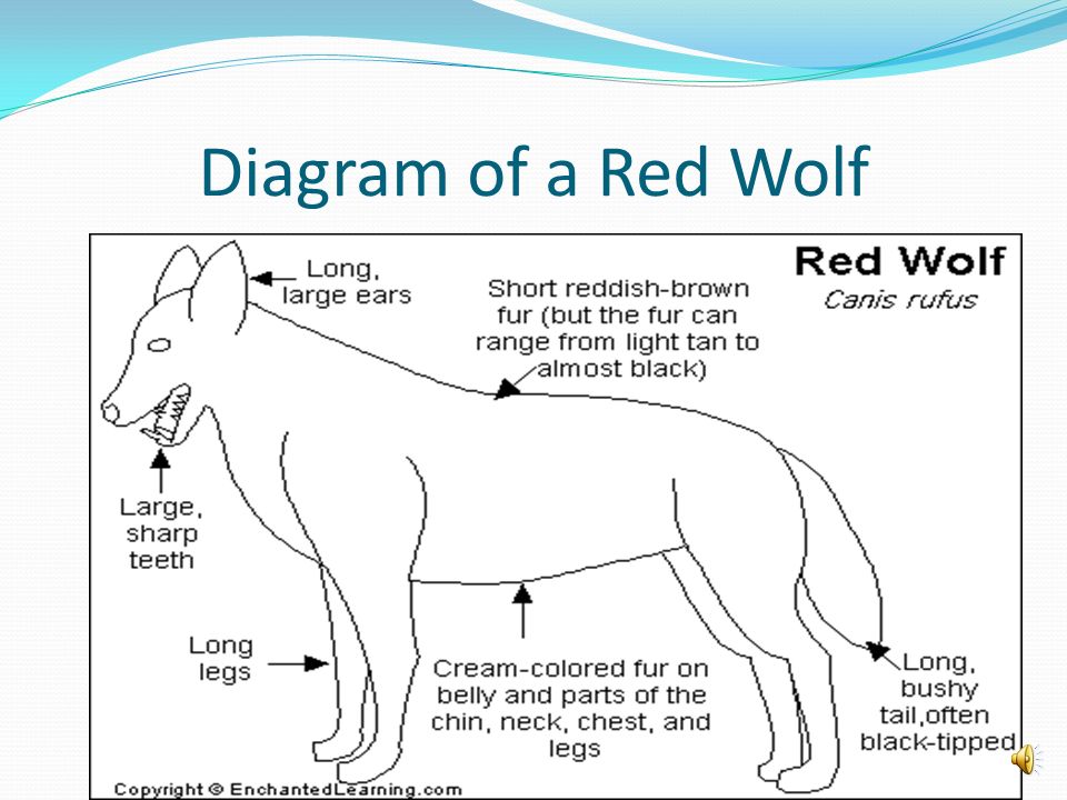 Diagram of a Red Wolf