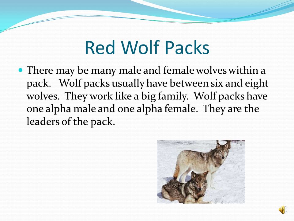Red Wolf Packs
