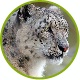Snow leopards Uncia Uncia