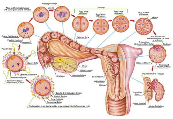 Онтогенез человека, оплодотворение, стадия развития, эмбриология, развитие клеток в матке, эмбриогенез человека, клеточное деление, декольте, бластуляция, имплантация, после Садлера Стоковое Фото