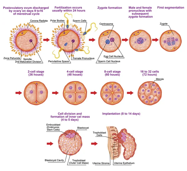 Онтогенез человека, оплодотворение, стадия развития, эмбриология, развитие клеток в матке, эмбриогенез человека, клеточное деление, декольте, бластуляция, имплантация, после Садлера Стоковое Изображение
