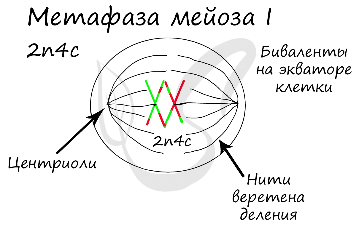 Метафаза мейоза I
