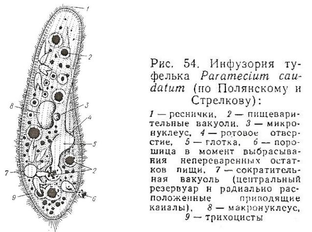 На рисунке изображено одно из проявлений жизнедеятельности инфузории туфельки какое общее свойство