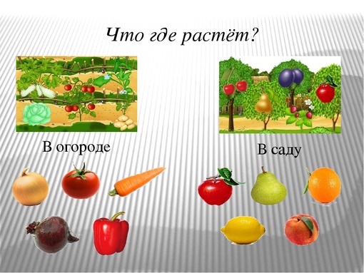 Презентация огород для дошкольников