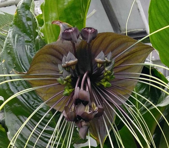 bat head lily