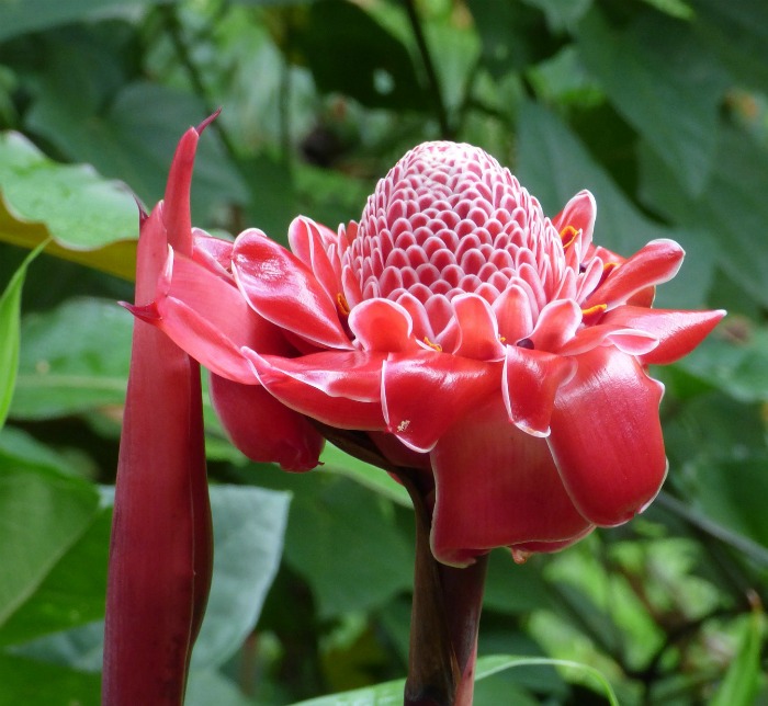 Hawaiian jungle flower