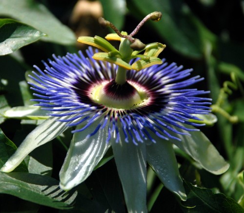 Hardy Blue Passion Flower