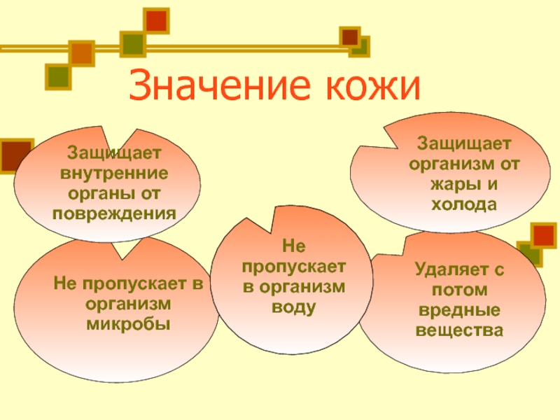 Значение кожицы. Значение кожи для человека. Значение кожи схема. Значение кожи таблица. Значение кожи защищает.