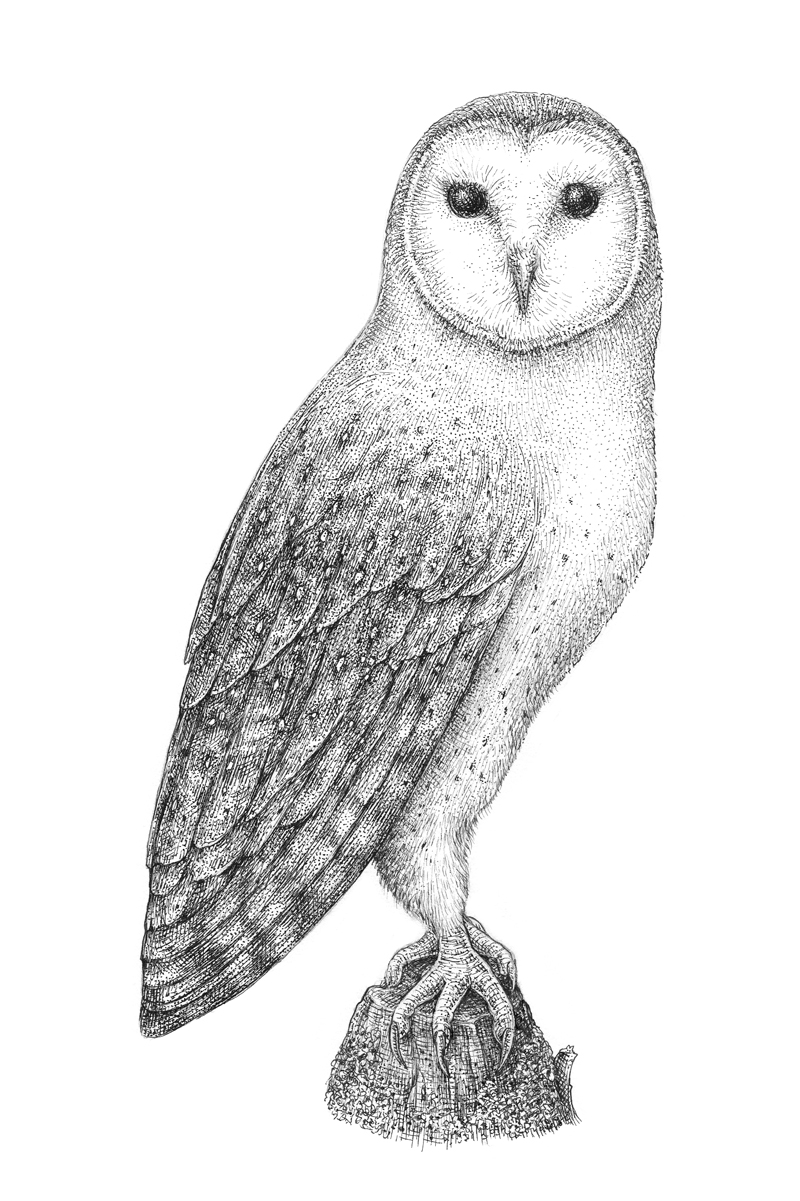 Pen and ink drawing of a barn owl