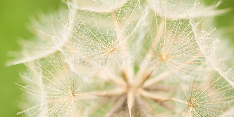 Unusual beautiful flower seeds. Beautiful unusual flower seeds in the inflorescence with delicate openwork umbrellas royalty free stock photos