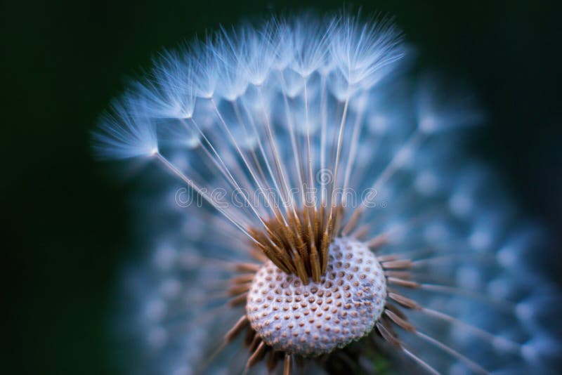 Colored macro of dandelion blowball that partly lost its umbrellas. Colored unusual macro of dandelion blowball that partly lost its umbrellas. Airy appearance stock photo
