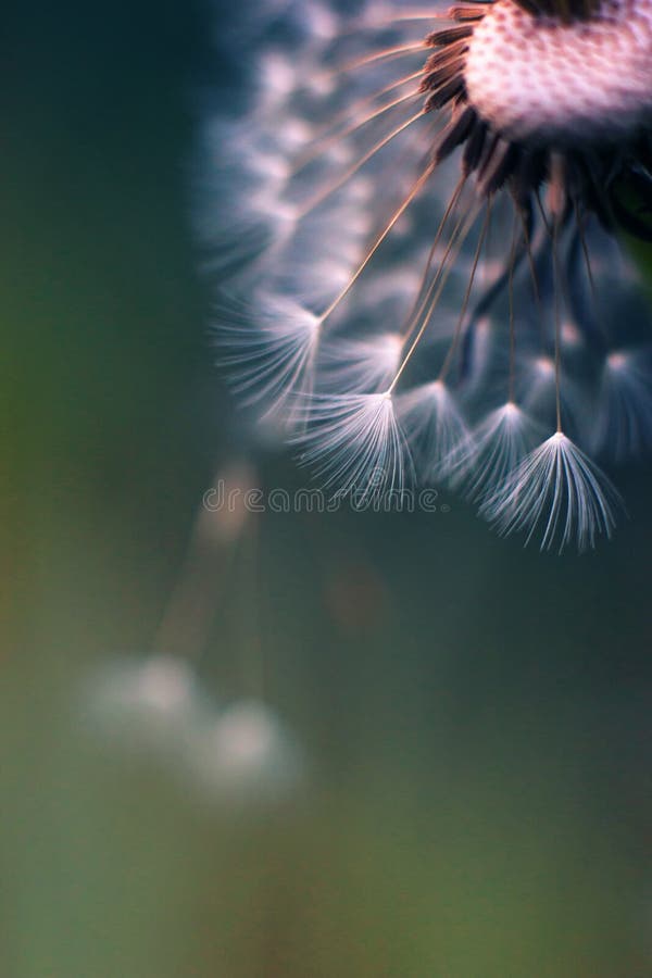 Colored macro of dandelion blowball that partly lost its umbrellas. Colored unusual macro of dandelion blowball that partly lost its umbrellas. Airy appearance royalty free stock photography