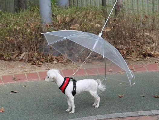 fancy umbrellas