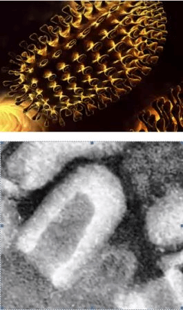 Вирус бешенства в микроскоп - фото