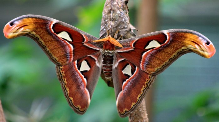 Атлас бабочка