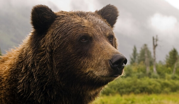 Фото: Медведь гризли 