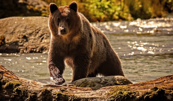 Фото: Как выглядит медведь гризли