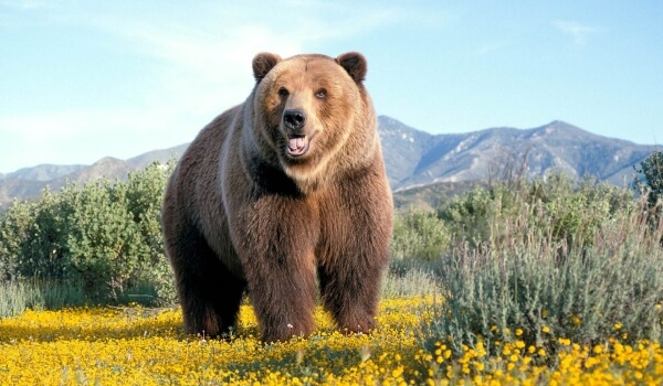 Фото: Медведь гризли стоя