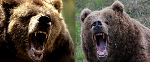 Grizzly bear vs Kodiak bear Comparison