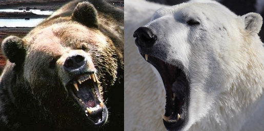 Polar bear vs Grizzly bear Comparison