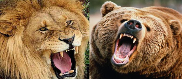 African Lion vs Grizzly Bear Comparison