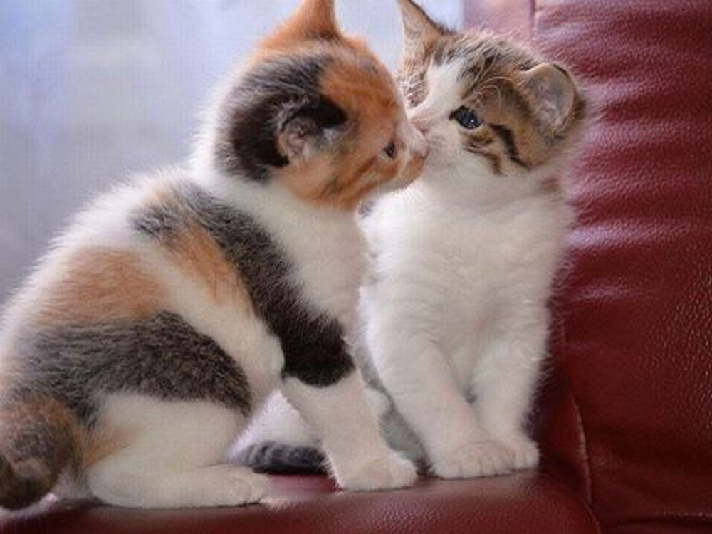 Фото кот целует кошку