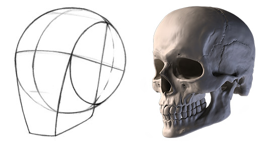 Draw the head using the Loomis method