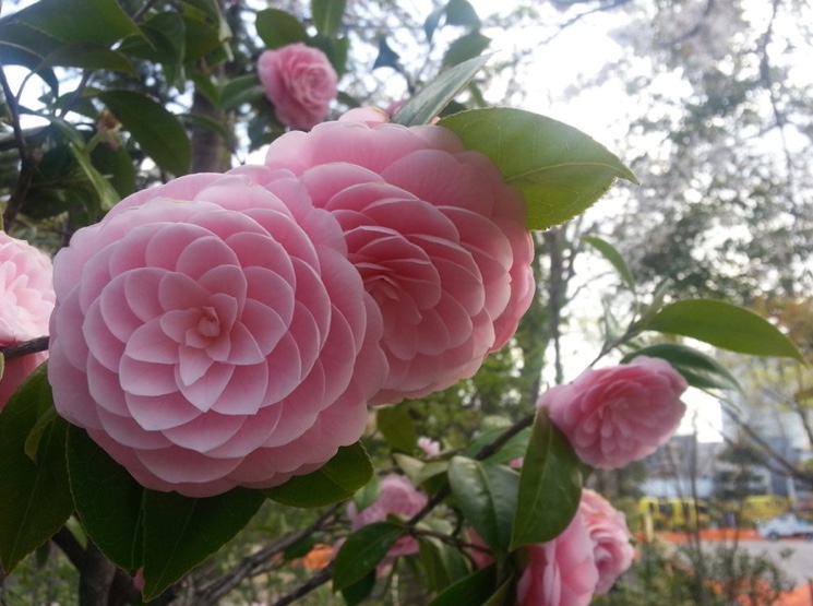 Камелия японская (Camellia japonica)