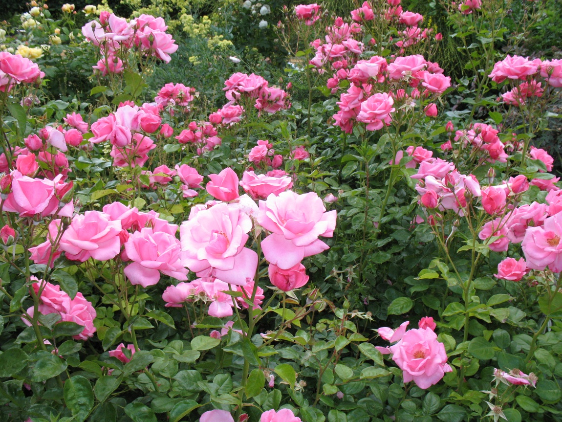Цветники в Гайд-парке (Англия)
