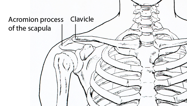 Finding the shoulder line when figure drawing