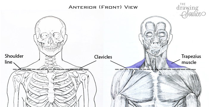 Finding the shoulder line when figure drawing