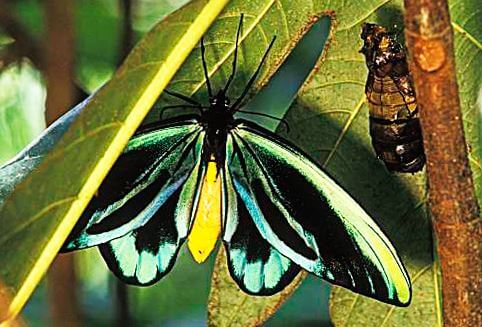 Ornithoptera alexandrae Rothsild